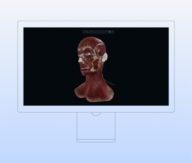 Interactive 3D Head Model | Innowise