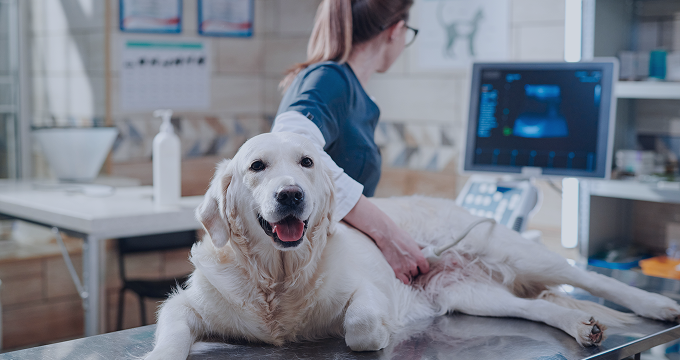 Veterinærklinikker