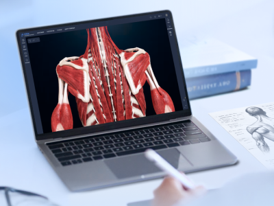 VOKA 3D anatomy interface dispaying muscular structure